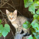 Lilly