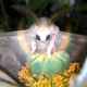 Myntheia